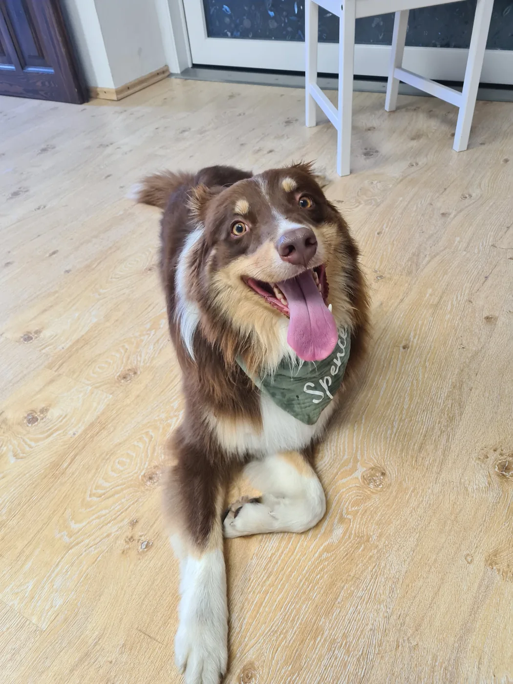 Australian Shepherd mit Halstuch nach der Fellpflege im Hundesalon Monika Beyer