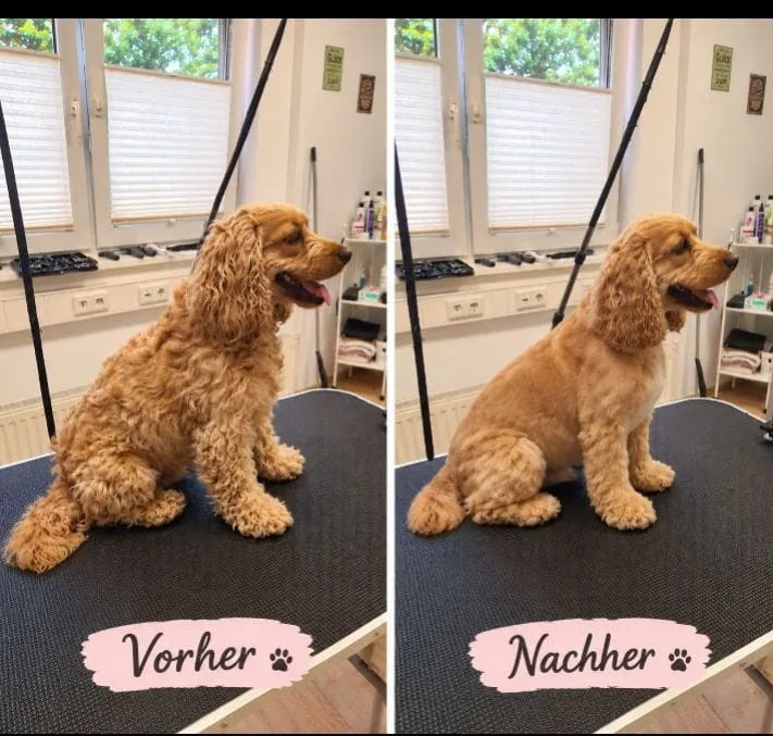 Cocker Spaniel vor und nach der Fellpflege im Hundesalon Monika Beyer in Hilter