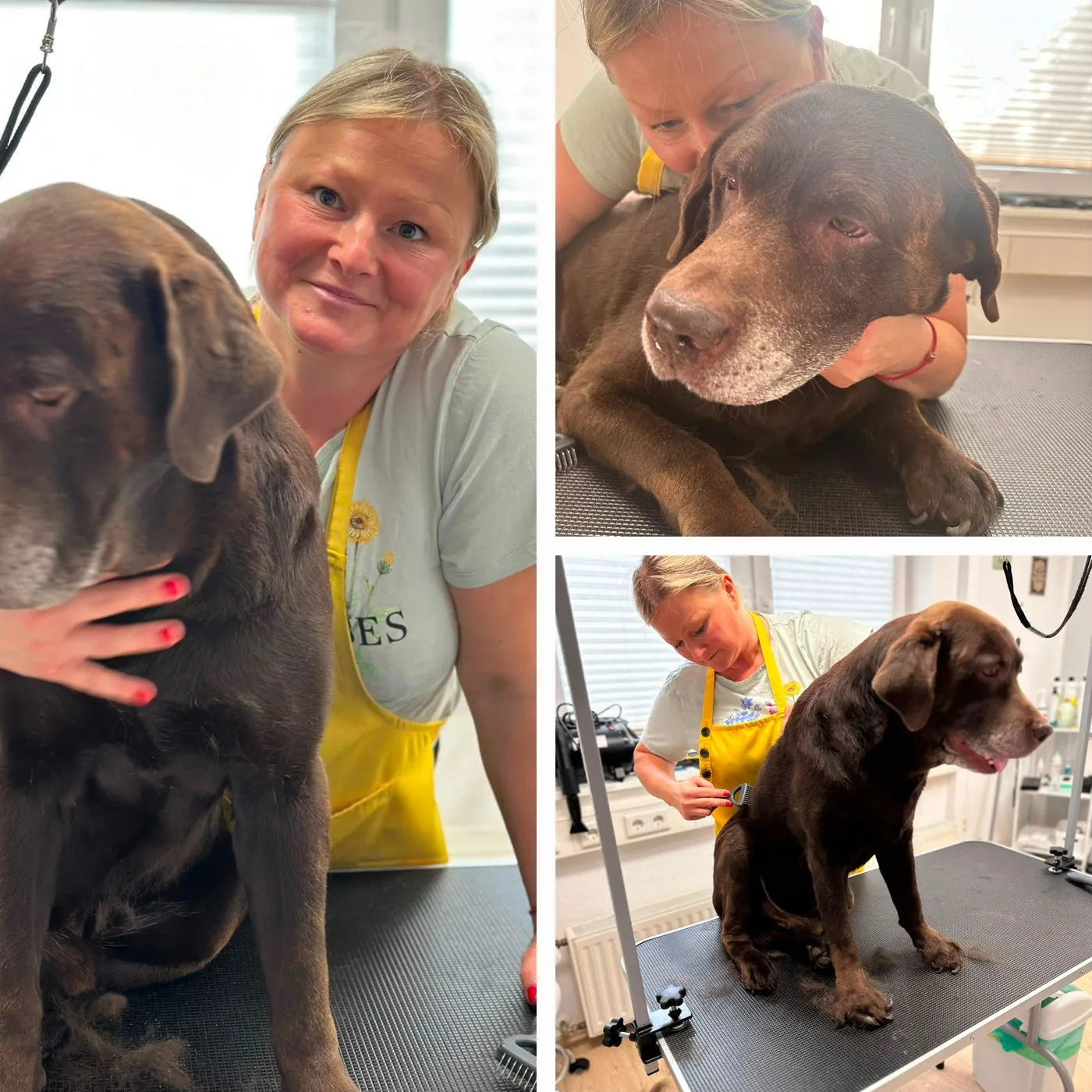 Monika Beyer bei der Fellpflege eines braunen Labradors in ihrem Salon in Hilter