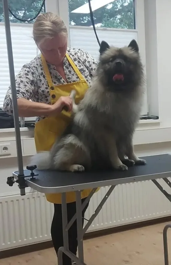 Monika Beyer bürstet einen langhaarigen Hund auf dem Pflegetisch in Hilter