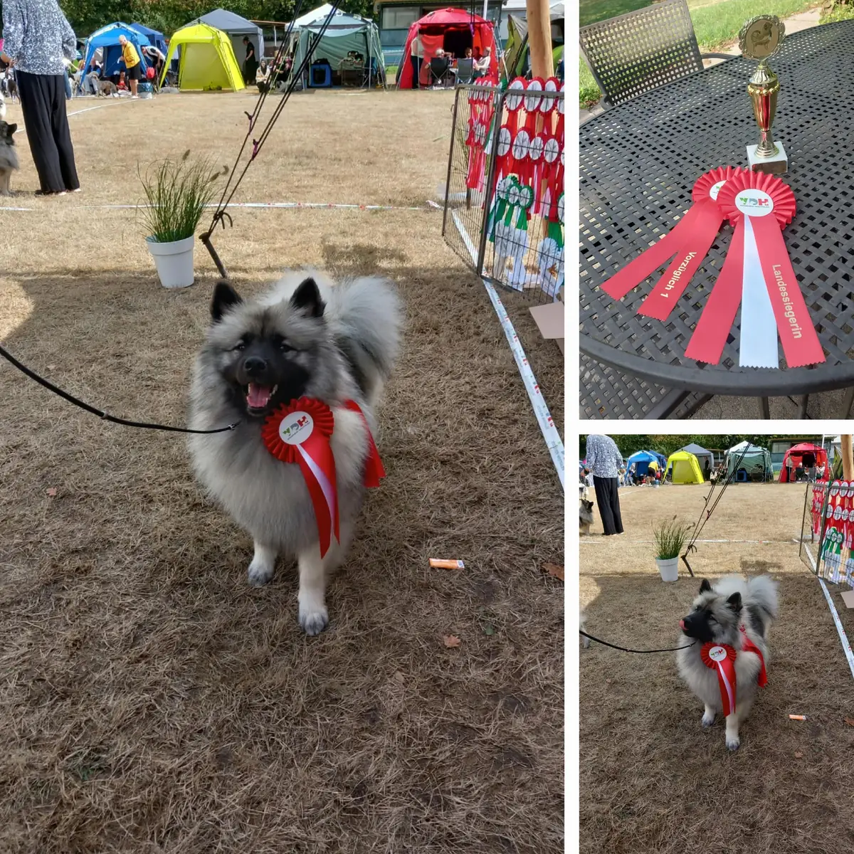 Hund mit Siegerschleife und Pokal einer Landesausstellung