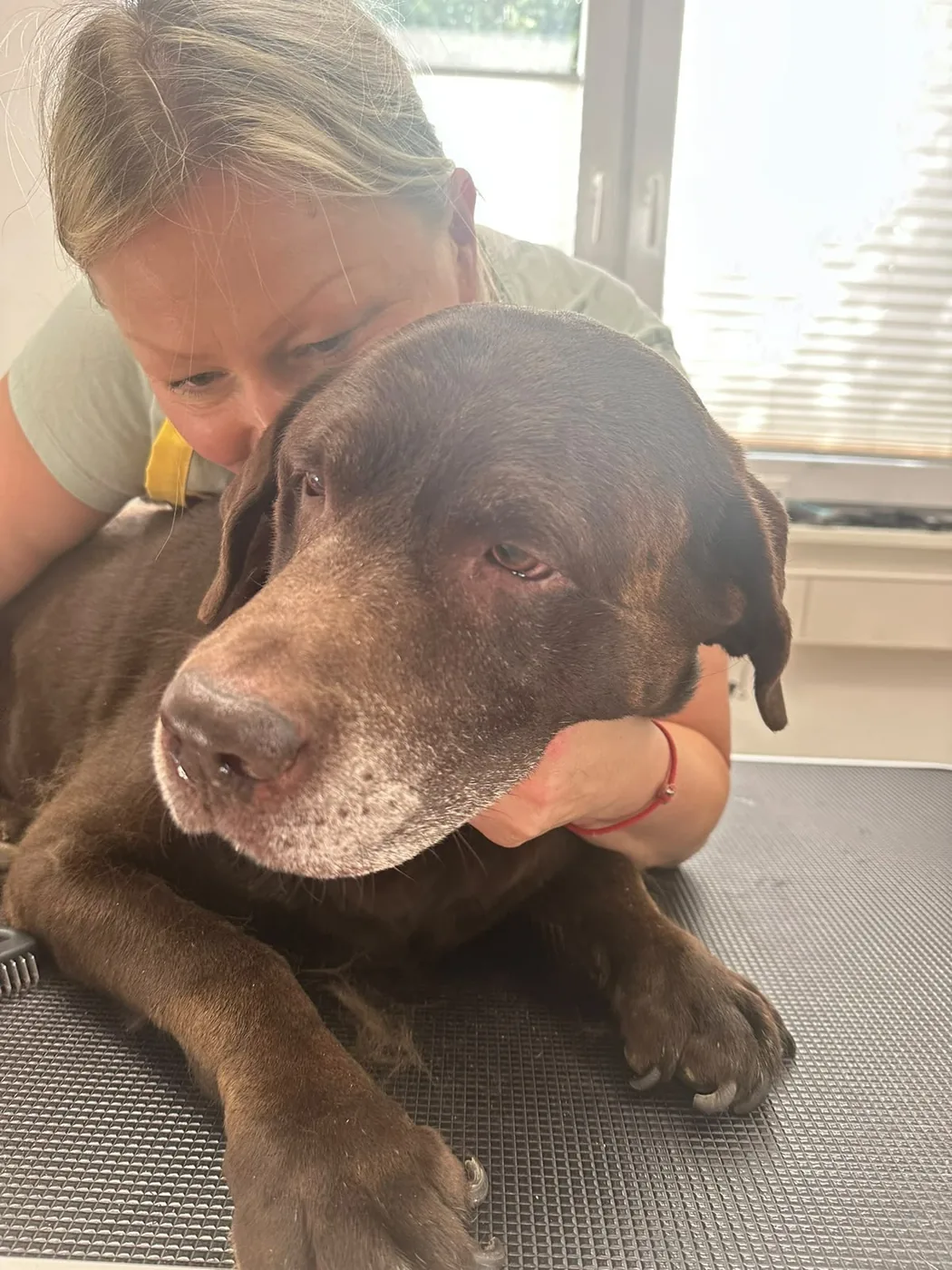 Monika Beyer mit einem braunen Labrador auf dem Pflegetisch ihres Hundesalons