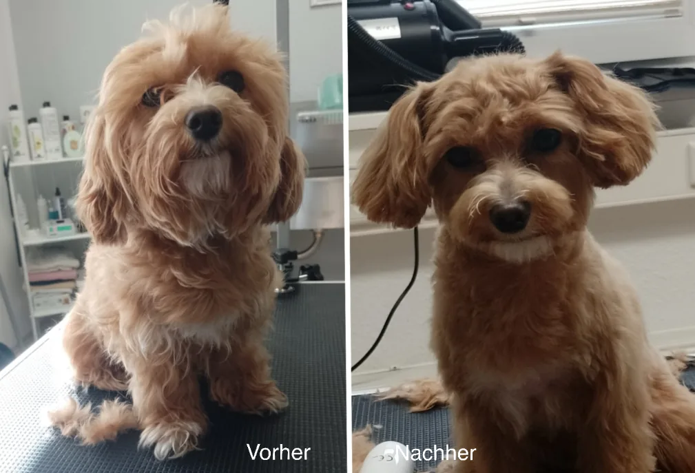 Kleiner brauner Hund vor und nach der Fellpflege im Hundesalon Monika Beyer