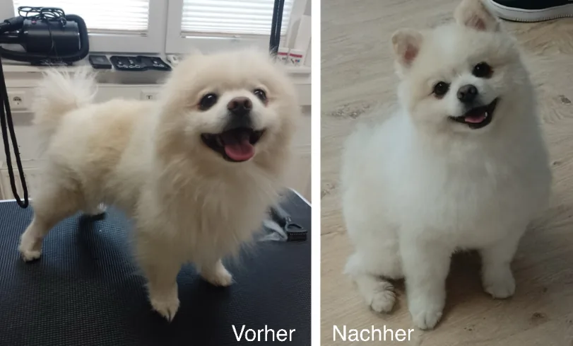 Kleiner weißer Hund vor und nach der Fellpflege im Hundesalon in Hilter