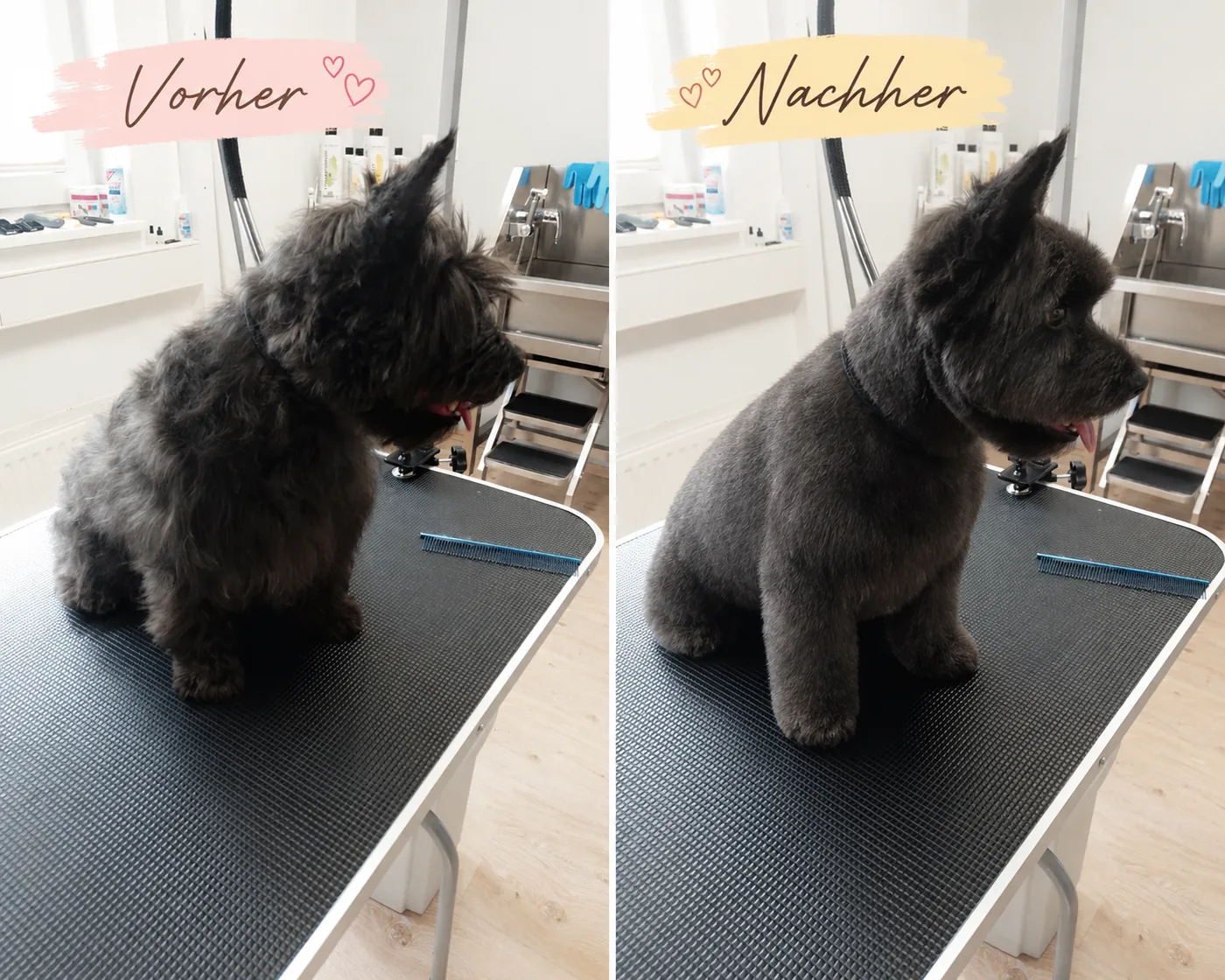 Dunkler Hund vor und nach dem Schneiden auf dem Pflegetisch in Hilter
